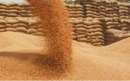 हरियाणा में गेहूं की बंपर फसल बनी संकट, भंडारण व्यवस्था चरमराई